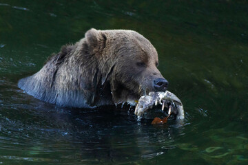 brown bear eating fish