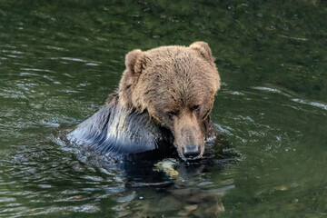 bear in water