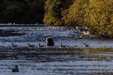 brown bear and gulls in the river