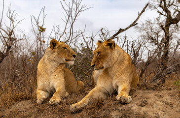 Naklejka premium Lions in the Savannah, South Africa
