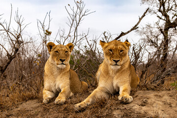 Lions in the Savannah, South Africa