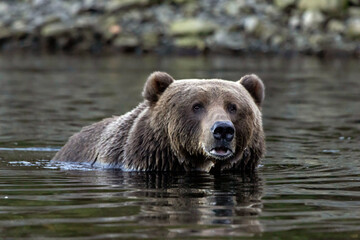 brown bear in water