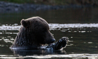 Naklejka premium brown bear in water