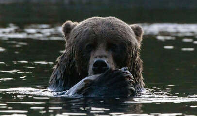 brown bear in water