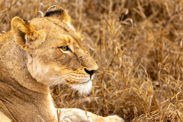 Lions in the Savannah, South Africa