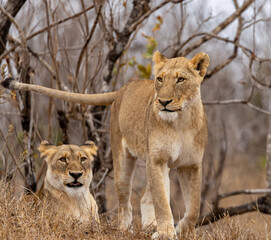 Lions in the Savannah, South Africa