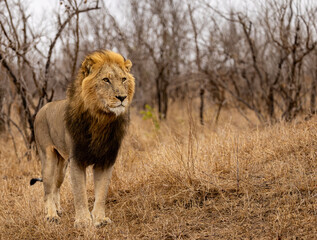 Lions in the Savannah, South Africa