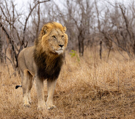 Lions in the Savannah, South Africa