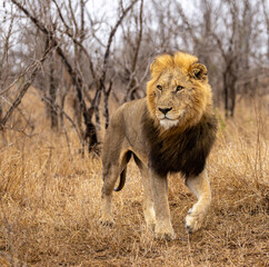 Lions in the Savannah, South Africa © Vollverglasung