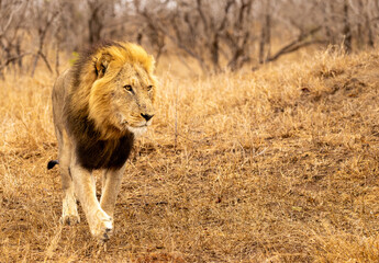 Lions in the Savannah, South Africa