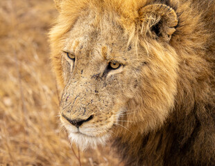 Fototapeta premium Lions in the Savannah, South Africa