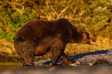 brown bear walking in the forest