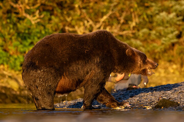 brown bear in the river