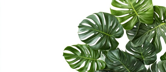 Top view of a branch of tropical palm leaves and a swiss cheese plant set against a white background with copy space