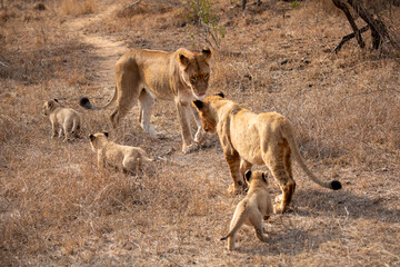 Lions in the Savannah, South Africa