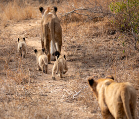 Lions in the Savannah, South Africa