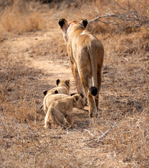 Lions in the Savannah, South Africa