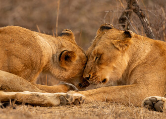 Lions in the Savannah, South Africa