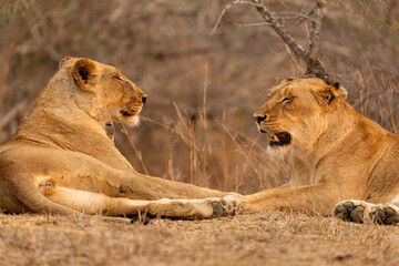 Lions in the Savannah, South Africa