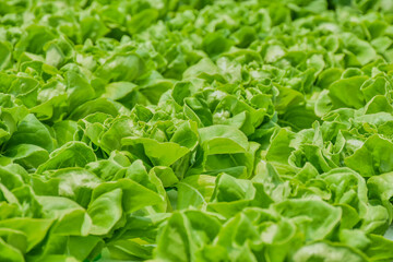 Green cos, Butter head hydroponics vegetable farm in Thailand. Select and soft focus.	