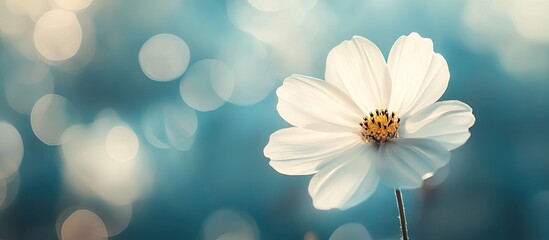white flower set against a blurred background. with copy space image. Place for adding text or design