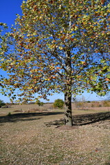 Naklejka premium Autumn Scene