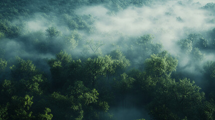 Obraz premium aerial view of foggy green forest in the morning