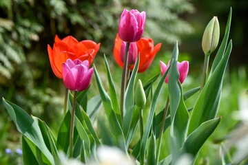 Close-Up of Tulips Blooming in Spring Garden on Sunny Day