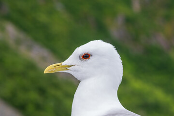 Close up portrait of a seagull, side profile of face with detail of yellow beak, eyes, and white  and grey feathers, orange ring around eye, green bokeh background. Coastal european bird