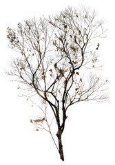 Obraz premium PNG Real Pressed a vintage tree flower plant white.