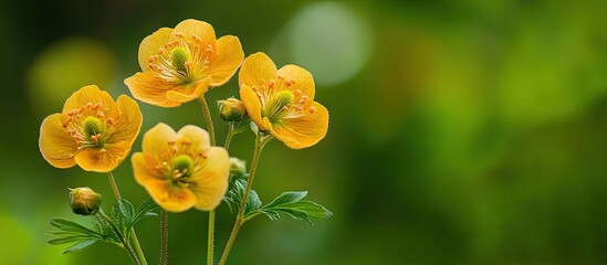 Geum Urbanum in bloom This medicinal plant serves as a choleretic and anti inflammatory agent in folk medicine during its spring flowering For site directory Copy space