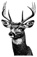 PNG Deer retro photocopy stipple effect wildlife drawing antlers.