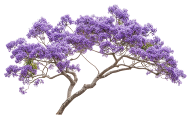 PNG Real jacaranda tree branch purple blossoms flower.