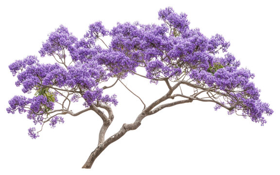 PNG Real jacaranda tree branch purple blossoms flower.