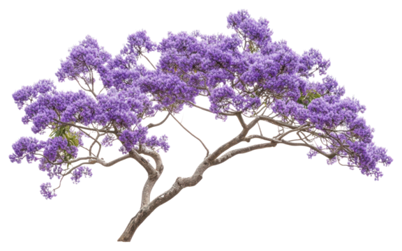 PNG Real jacaranda tree branch purple blossoms flower.