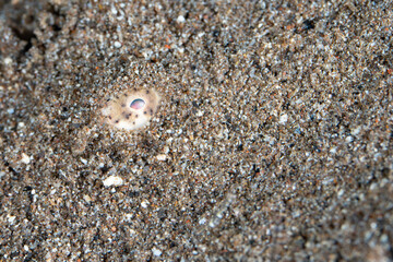 A Margined sole, Synaptura marginata, blends into the sandy seafloor in the Lesser Sunda Islands of Indonesia. These interesting fish are hard to spot due hiding beneath a thin layer of sand.