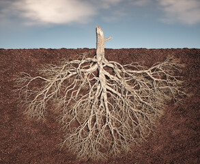 A detailed view of a tree's root system emerging from the soil, showcasing its intricate network against a cloudy sky