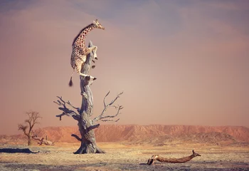 Gordijnen Giraffe climbing a dry tree in surreal landscape © Orlando Florin Rosu