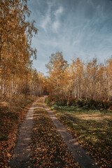 Fototapeta premium Footpath through birch trees in Autumn