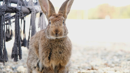 cute rabbit on the farm