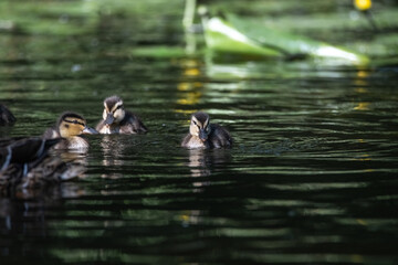 Beautiful wild ducks are swimming in the pond.