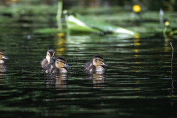 Beautiful wild ducks are swimming in the pond.