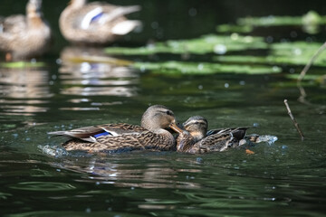 Beautiful wild ducks are swimming in the pond.