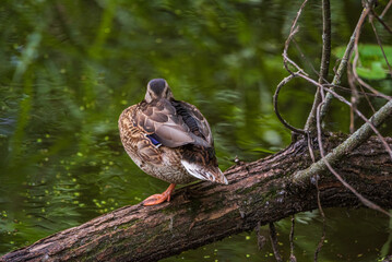 Beautiful wild ducks are swimming in the pond.
