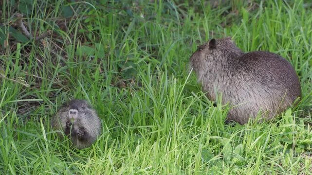 Nutria eating grass, Circeo National Park, Italy