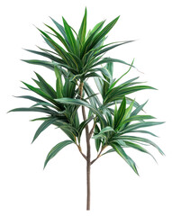 Obraz premium PNG Real dracaena bush realistic leaves plant.