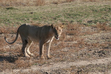 Fototapeta premium lioness in the wild