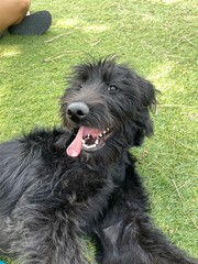 black labradoodle puppy