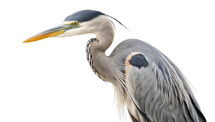 Obraz premium Heron on white background isolated