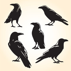 Crows Bird